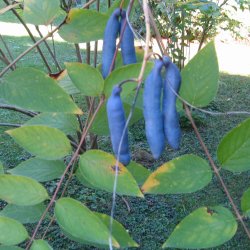 Blblg <br>'Dd mands finger'<br><i>Decaisnea fargesii</i>  