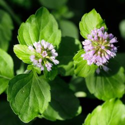 Mynte, <br>Vand- <br><i>Mentha aquatica </i>