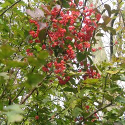 Benved <br><i> Euonymus europaeus </i><br><br>