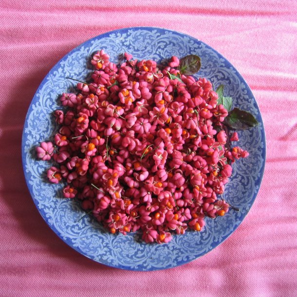 Benved <br><i> Euonymus europaeus </i><br><br>