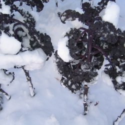 Grnkl, Purpur- <br>'Redbor' F1<br><i>Brassica oleracea var. sabellica</i>