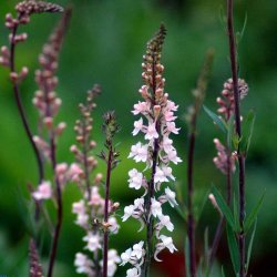 Torskemund, Purpur- <br>'Mix' <br><i>Linaria purpurea</i>