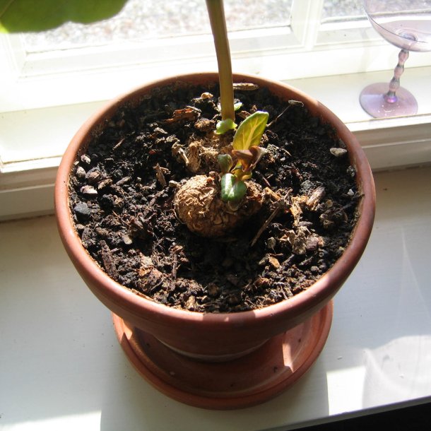 Vidunderblomst, <br>gul <br><i>Mirabilis jalapa</i>