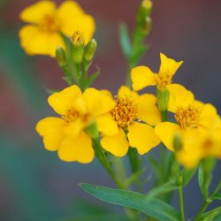 Lakridstagetes <br>'Sweet Mace' <br><i>Tagetes lucida </i>