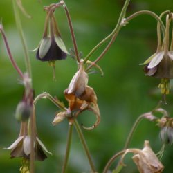 Akeleje <br>'Chocolate Soldier'<br><i>Aquilegia viridiflora</i>
