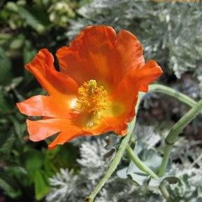 Hornskulpe, Strand-, orange <br><i>Glaucium flavum fa fulvum </i>