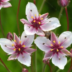 Brudelys <br><i>Butomus umbellatus</i><br><br>