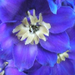Ridderspore <br>'Mix'<br><i>Delphinium <br>'Magic Fountain'</i>
