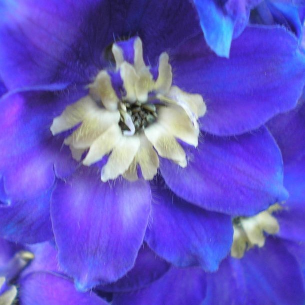 Ridderspore <br>'Mix'<br><i>Delphinium <br>'Magic Fountain'</i>
