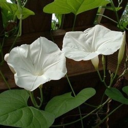 Pragtsnerle <br>'Pearly Gates'<br><i>Ipomoea purpurea </i>