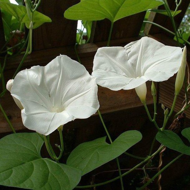Pragtsnerle <br>'Pearly Gates'<br><i>Ipomoea purpurea </i>