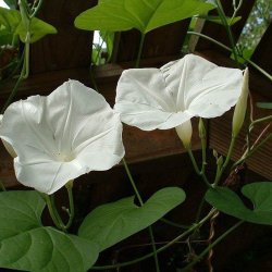 Klatreplanter <br>'Mix' <br><i>Storkb</i>