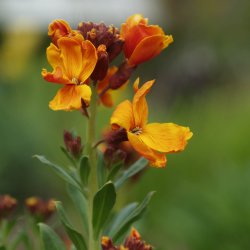 Gyldenlak <br>'Mix' <br><i>Cheiranthus cheiri </i>