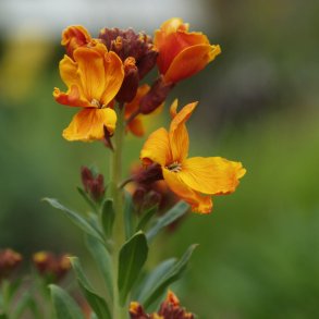 Gyldenlak <br>'Mix' <br><i>Cheiranthus cheiri </i>