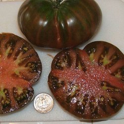 Tomat <br>'Black from Tula'<br><i>Lycopersicon esculentum</i>