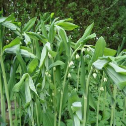 Storkonval <br><i>Polygonatum multiflorum </i><br><br>