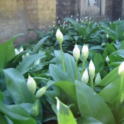 Ramslg <br><i>Allium ursinum </i><br><br>