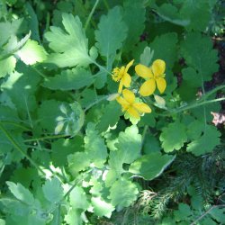Svaleurt <br><i>Chelidonium majus </i><br><br>