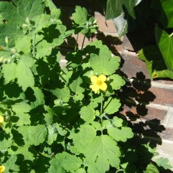 Svaleurt <br><i>Chelidonium majus </i><br><br>