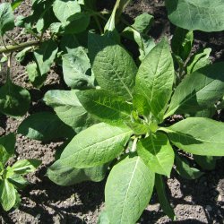 Galnebr <br><i>Atropa belladonna</i><br><br>