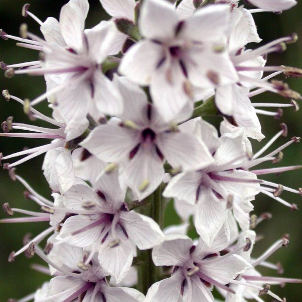 Fredls, Slv-, <br>Pilebladet <br><i>Lysimachia ephemerum</i>