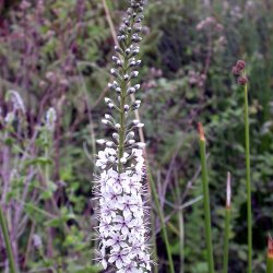 Fredls, Slv-, <br>Pilebladet <br><i>Lysimachia ephemerum</i>