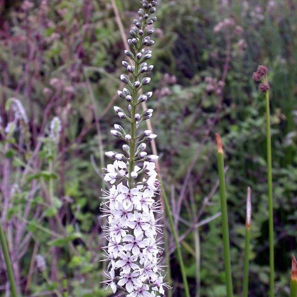 Fredls, Slv-, <br>Pilebladet <br><i>Lysimachia ephemerum</i>