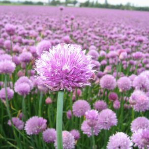 Purlg <br><i>Allium schoenoprasum </i><br><br>