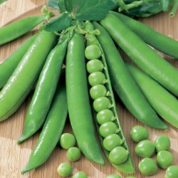 rt, Skal- <br>'Meteor' <br><i>Pisum sativum var. sativum</i>