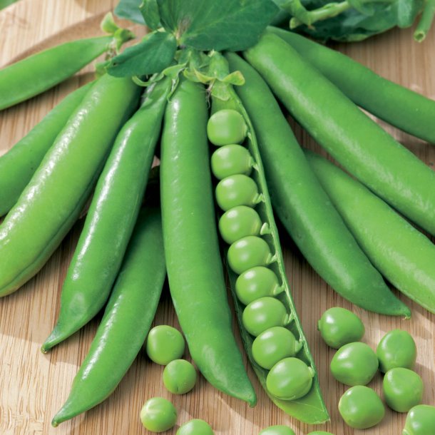 rt, Skal- <br>'Meteor' <br><i>Pisum sativum var. sativum</i>