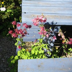 Akeleje <br>'Mix' <br><i>Aquilegia vulgaris </i>