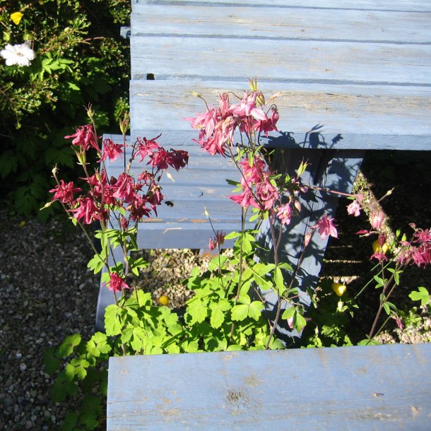 Akeleje <br>'Mix' <br><i>Aquilegia vulgaris </i>