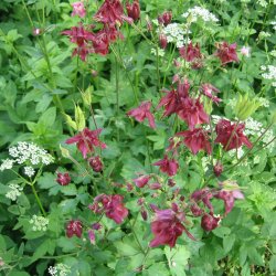 Akeleje <br>'Mix' <br><i>Aquilegia vulgaris </i>