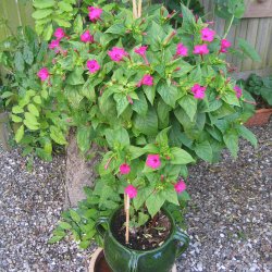 Vidunderblomst, <br>pink <br><i>Mirabilis jalapa </i>