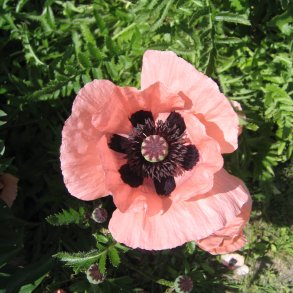 Valmue, Staude- <br>'Coral Reef' <br><i>Papaver orientale </i>