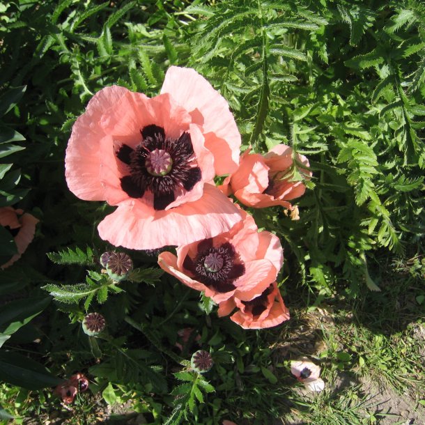 Valmue, Staude- <br>'Coral Reef' <br><i>Papaver orientale </i>