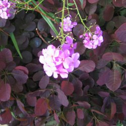 Natviol, <br>Velduftende aftenstjerne <br>'Violet' - <br><i>Hesperis matronalis </i>