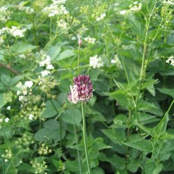 L�g, Vild<br><i>Allium oleraceum</i>  