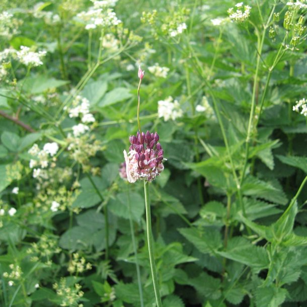 L�g, Vild<br><i>Allium oleraceum</i>  