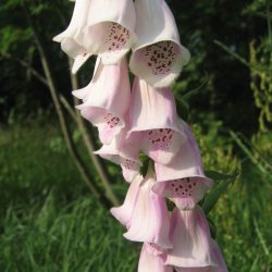 Fingerbl <br>'Mix' <br><i>Digitalis purpurea </i>
