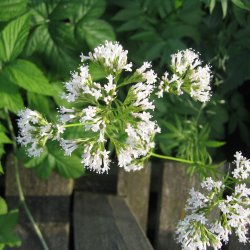Lgebaldrian <br><i>Valeriana officinalis</i><br><br>