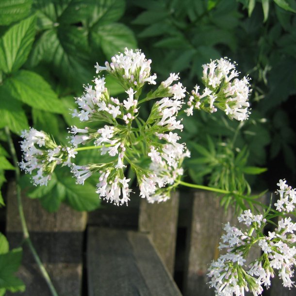 Lgebaldrian <br><i>Valeriana officinalis</i><br><br>