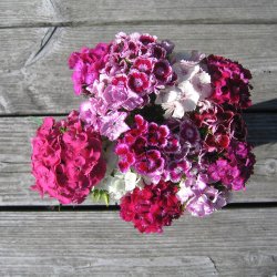 Nellike, Studenter- <br>'Mix' <br><i>Dianthus barbatus </i>