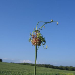 L�g, Vild<br><i>Allium oleraceum</i>  