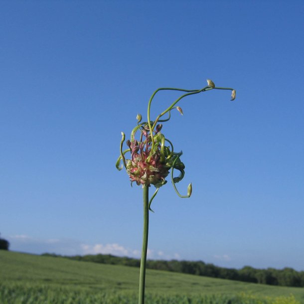 L�g, Vild<br><i>Allium oleraceum</i>  