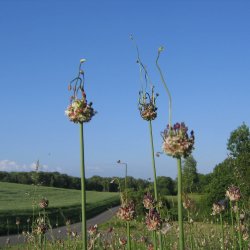L�g, Vild<br><i>Allium oleraceum</i>  