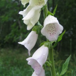 Fingerbl <br>'Mix' <br><i>Digitalis purpurea </i>