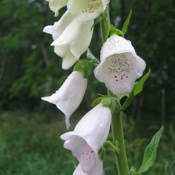 Fingerbl <br>'Mix' <br><i>Digitalis purpurea </i>