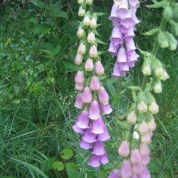 Fingerbl <br>'Mix' <br><i>Digitalis purpurea </i>