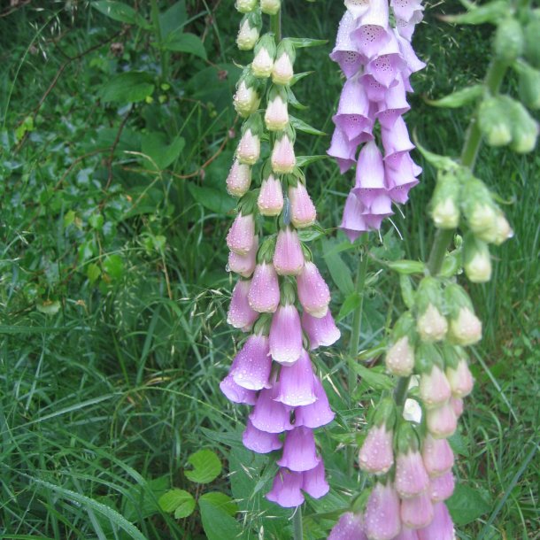 Fingerbl <br>'Mix' <br><i>Digitalis purpurea </i>